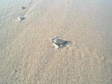 Hatchling